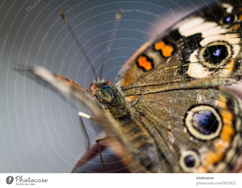 Gemeiner Buckeye Junonia Coenia schön Sommer Umwelt Natur Tier Schmetterling Flügel natürlich blau braun gelb schwarz weiß Farbe Symmetrie allgemein orange