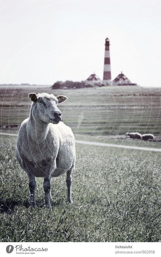 Leuchtturmwärter Natur Landschaft Himmel Horizont Wiese Küste Nordsee Turm Sehenswürdigkeit Wahrzeichen Tier Haustier Nutztier 1 3 Idylle