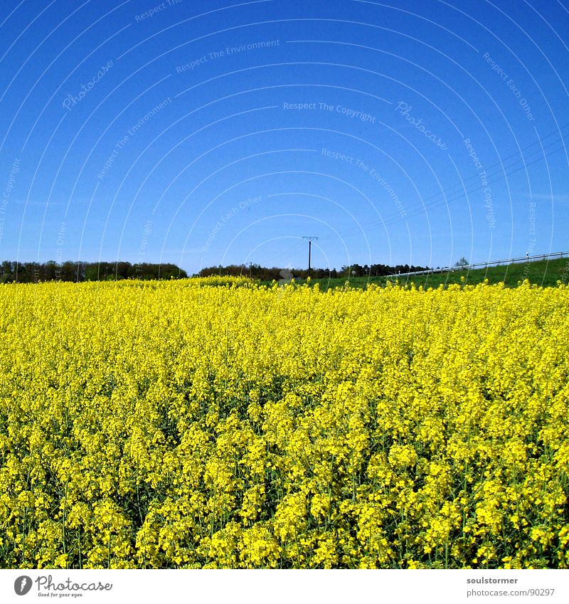 Abseits der Straße... gelb grün Raps Strommast Wiese Wolken Elektrizität Frühling Blüte Blume Feld Rapsfeld Baum Leitplanke Pause Erholung ruhig Landstraße