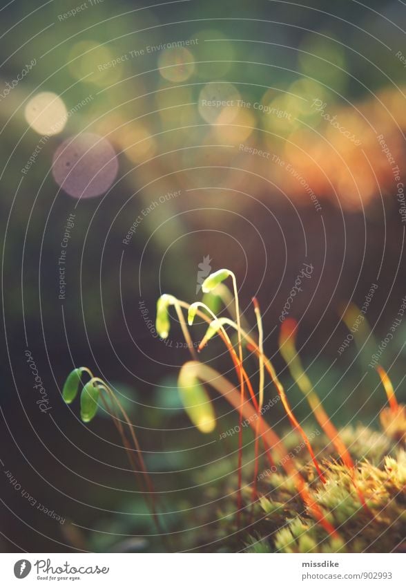 flimmern harmonisch Wohlgefühl Zufriedenheit Sinnesorgane Erholung ruhig Sommer Sonne Garten Umwelt Natur Pflanze Urelemente Erde Frühling Herbst Gras Moos Wald