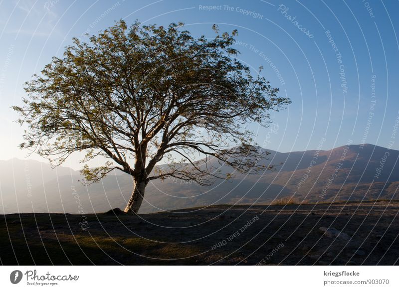 One Tree and Hills Freiheit Berge u. Gebirge wandern Natur Landschaft Pflanze Erde Himmel Sonne Sonnenlicht Wetter Schönes Wetter Baum Blatt Wiese Hügel Gipfel