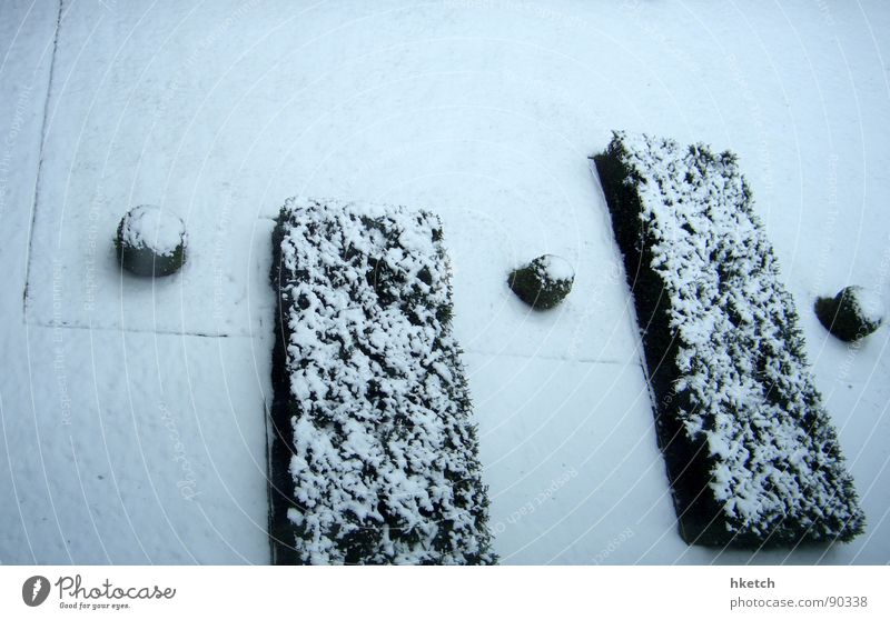 Ganz leicht gezuckert kalt Winter weiß Zucker süß Einsamkeit frieren ruhig Sträucher Garten Langeweile geheimnisvoll Rätsel unklar Park snow Frost Eis Schnee