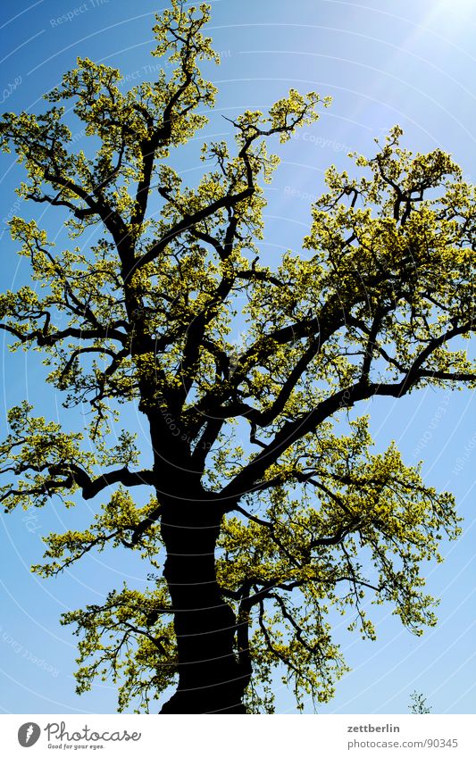 Baumwollzone {f} = cotton belt mehrere Frühling Frühlingsgefühle Reifezeit fruchtbar himmelblau Himmel Baumstamm Ast Zweig Blütenknospen einzahl viele Wachstum