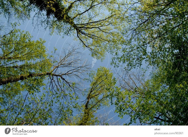 Himmel auf Erden 13 Nadelbaum Wald himmelblau Geometrie Laubbaum Perspektive Nadelwald Laubwald Waldwiese Paradies Waldlichtung ruhig grün Pflanze Baum Wachstum