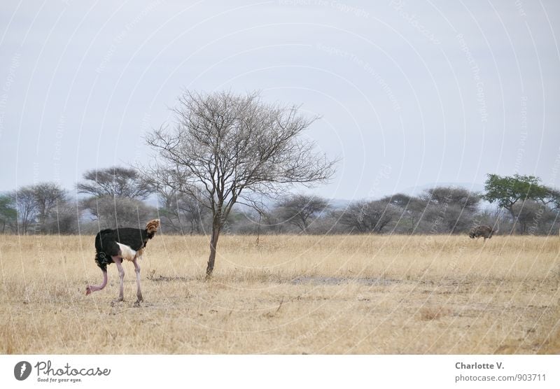 Getrennte Wege Natur Tier Wolkenloser Himmel Sommer Schönes Wetter Baum Gras Nationalpark Tarangire Nationalpark Afrikanisch Wildtier Strauß Hahn 2 Tierpaar