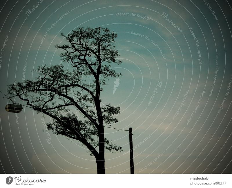 STRERATHsche MONOKULTUR Baum Lampe Laterne Silhouette Gegenlicht Abend Himmel Horizont tree Zweig brenches silhouettes evening Idylle kitschwolken clouds sky