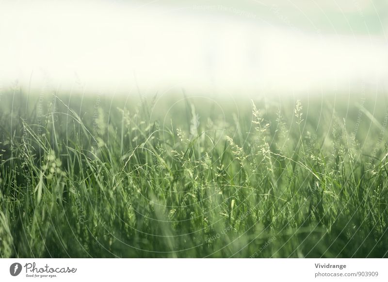 Grünes Feld Leben Erholung Sommer Garten Natur Landschaft Frühling Nebel Blume Gras Park Wiese weich grün weiß Romantik Nachmittag schließen London