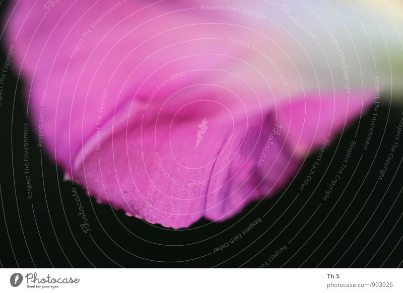 Blüte Natur Pflanze Sommer Blühend Duft ästhetisch authentisch einfach elegant natürlich rosa schwarz weiß Frühlingsgefühle schön Gelassenheit geduldig ruhig