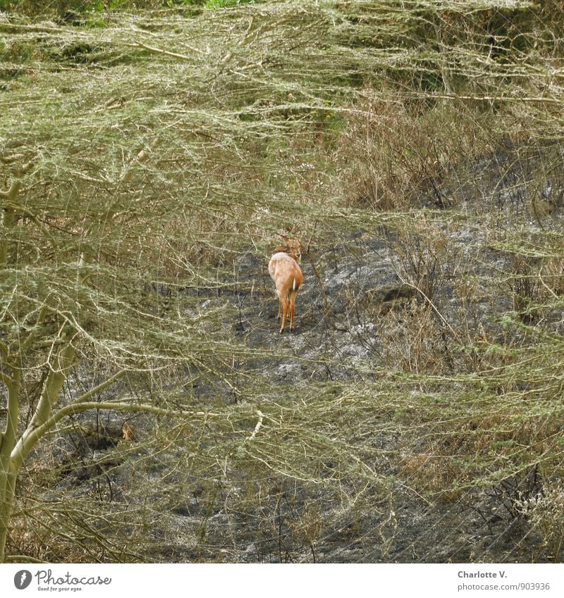 Scheu Natur Pflanze Tier Sommer Sträucher Nationalpark Arusha Nationalpark Afrika Tansania Wildtier Rehbok 1 beobachten entdecken leuchten Blick stehen warten