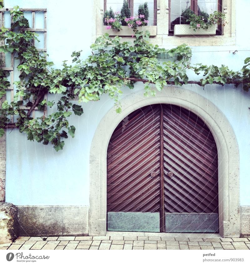 Häusliche Ansichten XI Sommer Pflanze Baum Kletterpflanzen Topfpflanze Altstadt Menschenleer Haus Tor Gebäude Historische Bauten Mauer Wand Fassade Fenster Tür