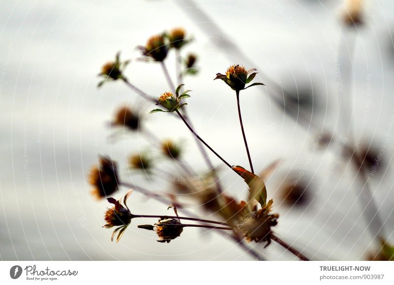 Ausgeblüht - Where Have All The Flowers Gone... Natur Pflanze Wasser Herbst Schönes Wetter Nebel Blume Gras Blatt Blüte Grünpflanze Wildpflanze Wellen Flussufer