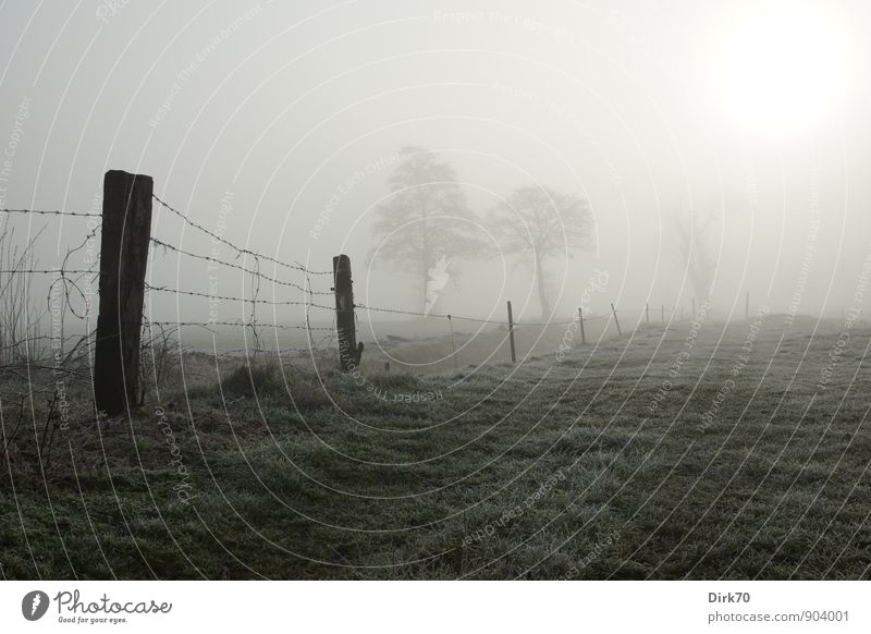 Winterwiesenweite Landwirtschaft Forstwirtschaft Umwelt Natur Landschaft Sonne Sonnenaufgang Sonnenuntergang Sonnenlicht Nebel Eis Frost Baum Gras Wiese Feld