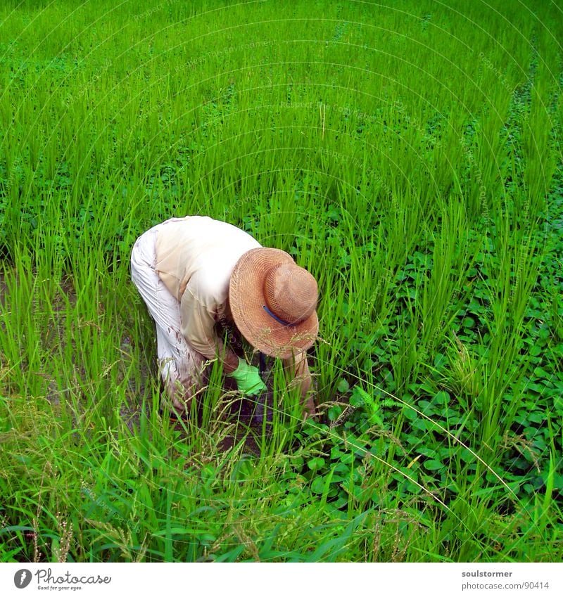 still some work to do grün Reisbauer Japan Ernährung Lebensmittel Reisfeld Feld Arbeit & Erwerbstätigkeit Sommer Ferien & Urlaub & Reisen Gras weiß Mann