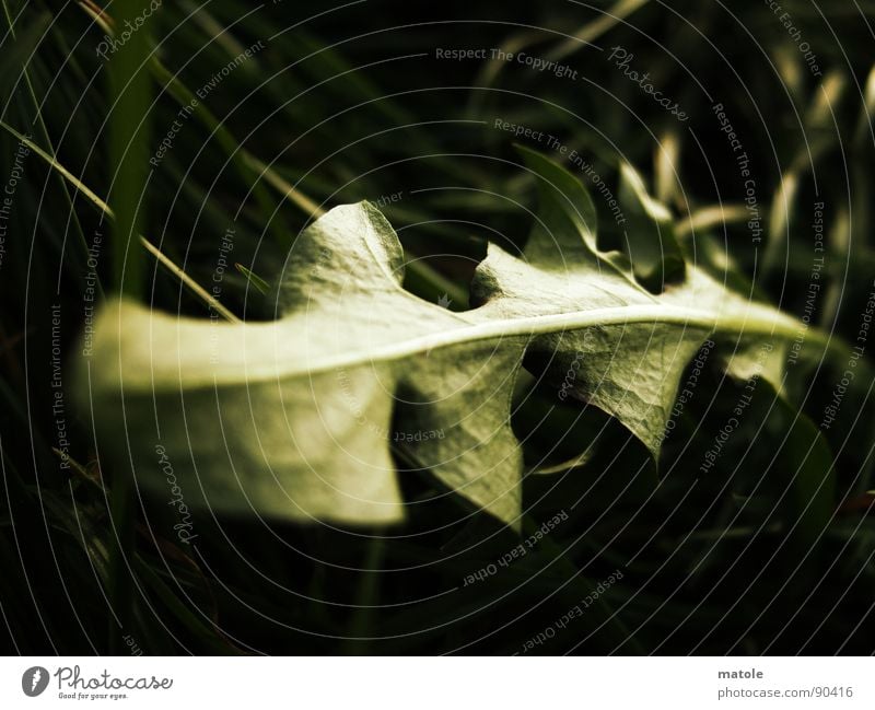 DES LÖWEN ZAHN_II grün Pflanze Freizeit & Hobby Wachstum gedeihen Waldlichtung Blatt Wiese grasgrün Löwenzahn Blume Unschärfe Gras Liegewiese Makroaufnahme