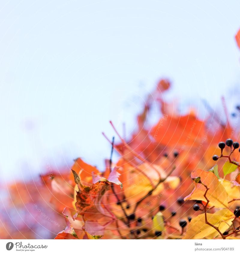 tendenz... Pflanze Himmel Wolkenloser Himmel Herbst Schönes Wetter Blatt Grünpflanze Wilder Wein hängen leuchten hell Wärme Leichtigkeit Vergänglichkeit