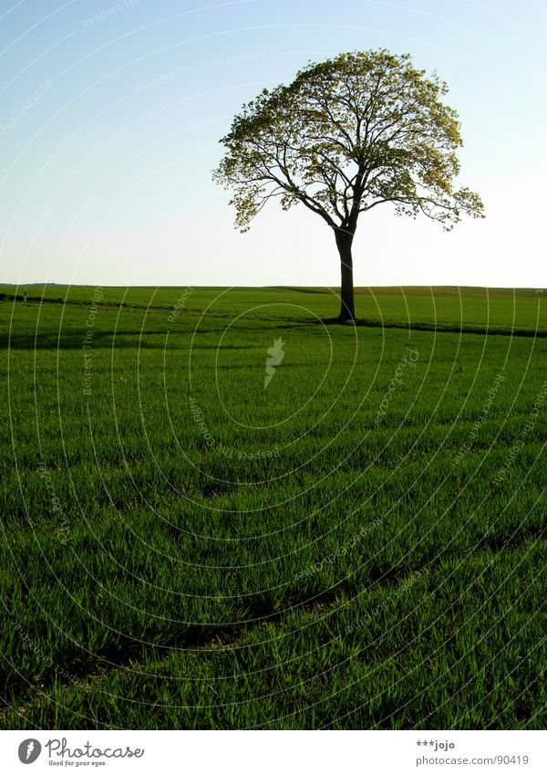 real tree Baum Pampa Frühling Blatt Feld springen grün saftig Wachstum stark Weizen schön Landschaft field landscape Wärme