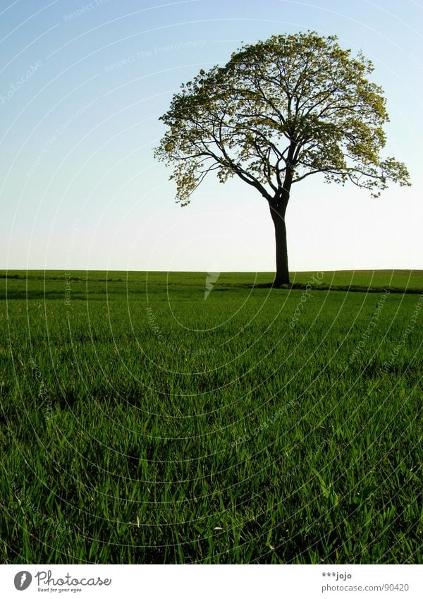 fake plastic tree Baum Pampa Frühling Blatt Feld springen grün saftig Wachstum stark Weizen schön Landschaft field landscape Wärme