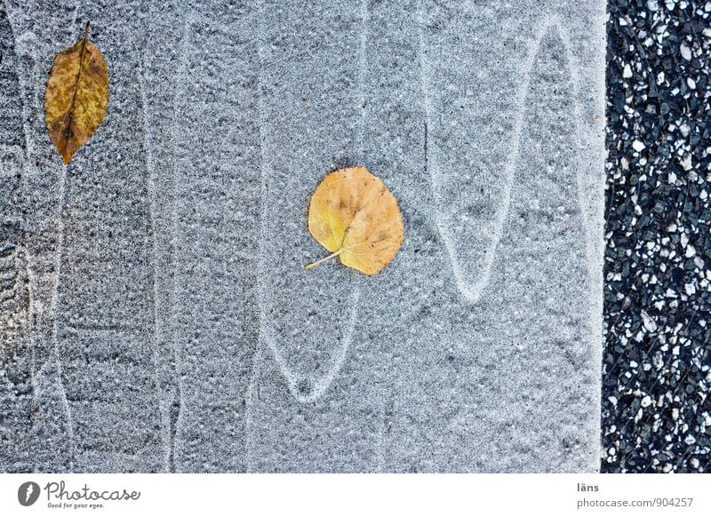 Kursnotierung Herbst Blatt Verkehrswege Straße Wege & Pfade Fahrbahnmarkierung fallen liegen Erfolg Vergänglichkeit Wandel & Veränderung Linie Kurve schwungvoll