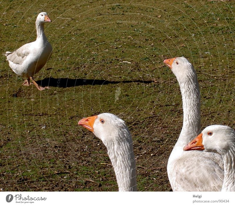 frei laufende Gänse auf einem Bauernhof Farbfoto Gedeckte Farben Außenaufnahme Detailaufnahme Menschenleer Textfreiraum oben Tag Schatten Tierporträt Oberkörper