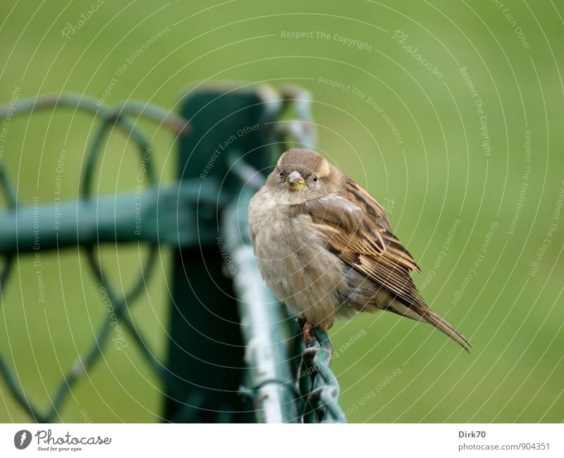 Spatz von Paris Winter Gras Park Champs de Mars Tier Wildtier Vogel Haussperling Sperlingsvögel 1 Tierjunges Zaun Drahtzaun Maschendrahtzaun frieren hocken