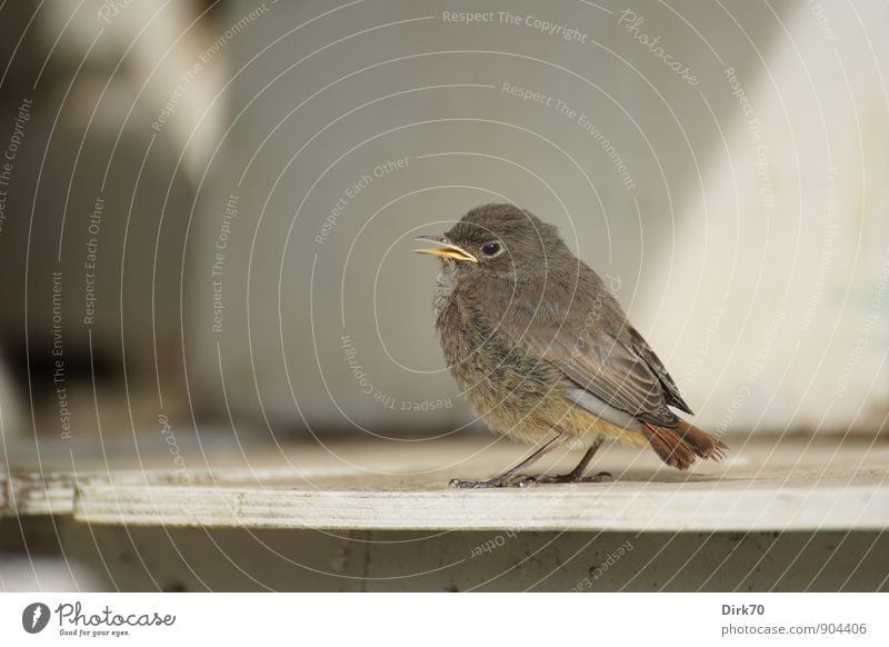 Liebhaber des Halbschattens Sonnenlicht Sommer Schönes Wetter Bremen Hütte Lagerschuppen Mauer Wand Tier Wildtier Vogel Singvögel Rotschwanz Hausrotschwanz 1