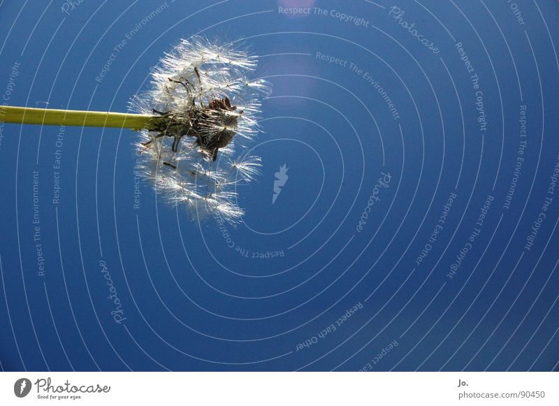 Pusteblume Blume Löwenzahn Sommer Frühling Stengel Pflanze Himmel blau Samen Blühend