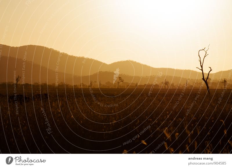 Sonnenflut Tourismus Ausflug Abenteuer Ferne Freiheit Safari Landschaft Sonnenlicht Sommer Schönes Wetter Baum Feld Berge u. Gebirge Australien Einsamkeit