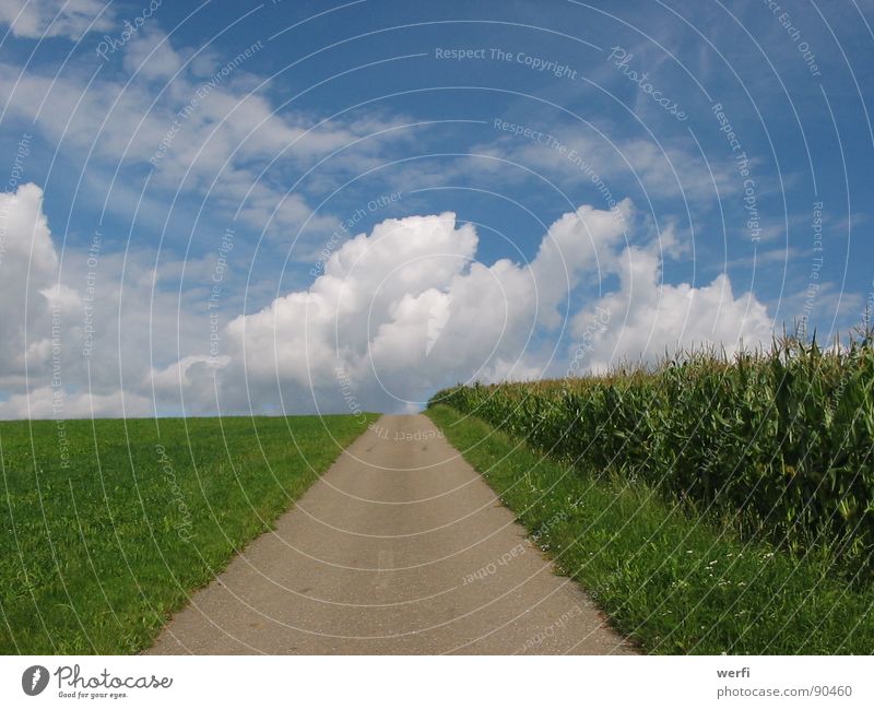 Der Weg geht weiter Wolken Horizont Hoffnung Zukunft loslassen Denken Gedanke Außenaufnahme Wiese Maisfeld Himmel Sommer Vertrauen Wege & Pfade Landschaft Ziel