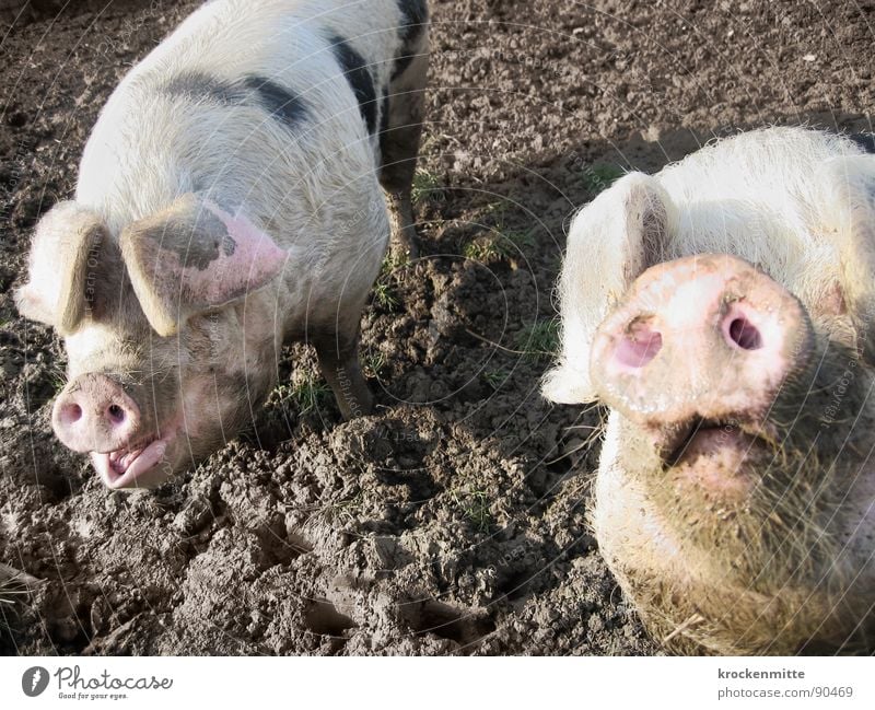 Piggeldy und Frederik Blick Glück Tier dreckig Neugier Stolz Schwein Sau Glücksbringer Schnauze Saustall Bauernhof Säugetier paarweise Tierpaar Sehvermögen