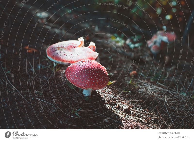 Fliegenpilz Umwelt Natur Herbst Schönes Wetter Pflanze Wildpflanze Wald braun rot Gift herbstlich Waldboden Farbfoto Außenaufnahme Menschenleer