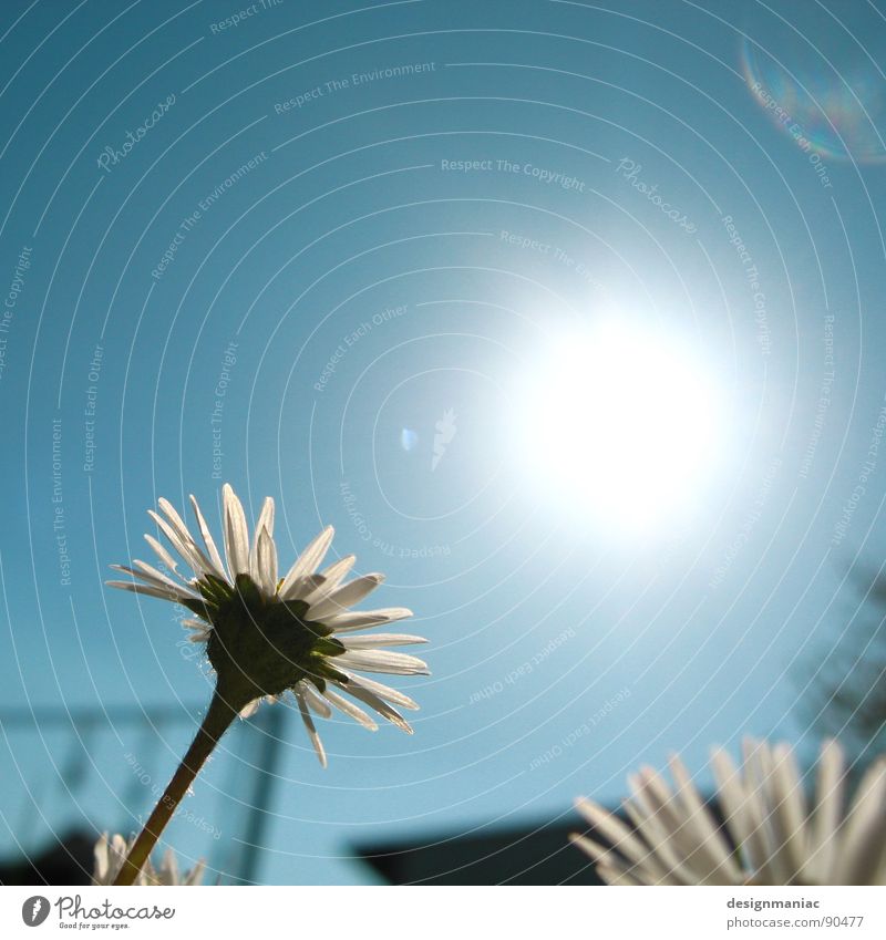 Lass die Sonne rein. Blume Gänseblümchen Blühend Sommer Physik Frühling Schaukel Stab grell Beleuchtung heiß blenden Wachstum Blüte streben außerirdisch