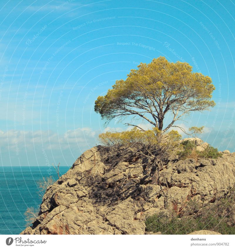 Einsam aber sicher Ferien & Urlaub & Reisen Sommer Sommerurlaub Meer Himmel Horizont Schönes Wetter Baum Felsen Küste Blick Ferne blau Kraft Warmherzigkeit