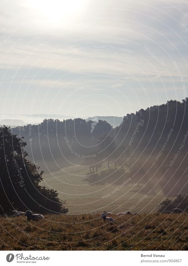 Augenweide schön Ferne Sonne Umwelt Natur Landschaft Pflanze Himmel Wolken Herbst Wetter Schönes Wetter Nebel Baum Gras Sträucher Grünpflanze Wiese Feld Hügel