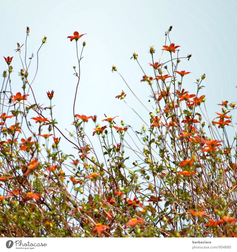 Millefleurs Natur Pflanze Himmel Sommer Blume Blatt Blühend schön viele wild grün orange rot Fröhlichkeit Warmherzigkeit Farbe Freude Stimmung Wachstum Farbfoto