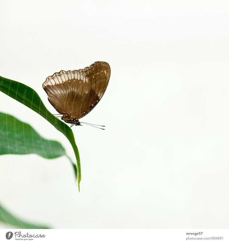 Ruhezone Blatt Grünpflanze Tier Schmetterling Insekt 1 schön braun grün exotisch filigran Farbfoto Gedeckte Farben Innenaufnahme Nahaufnahme Menschenleer