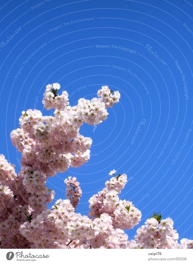 Es blüht! Frühling Blüte rosa Baum Park Garten Himmel blau Natur