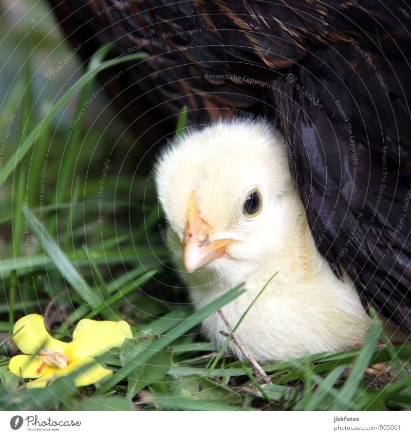 Geborgensein Natur Tier Haustier Nutztier Küken Haushuhn 1 Tierjunges blond schön Geborgenheit behüten Glucke Feder Ei außergewöhnlich niedlich Sicherheit