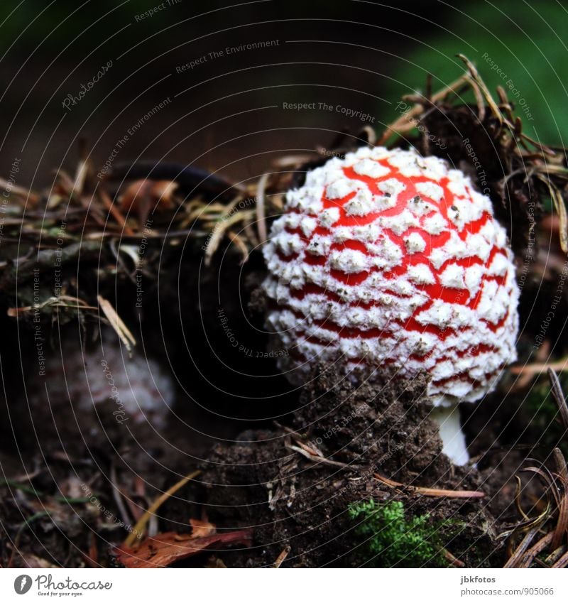 Erfolgreicher Durchbruch! wandern Umwelt Natur Landschaft Pflanze Herbst Moos Pilz Pilzhut Fliegenpilz Tannennadel Wald Aggression ästhetisch elegant schön