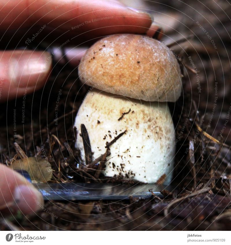 Kopf ab... Lebensmittel Gemüse Ernährung Abendessen Bioprodukte Steinpilze Umwelt Natur Landschaft Pflanze Nutzpflanze Wildpflanze Pilz Pilzhut Pilzkopf Wald