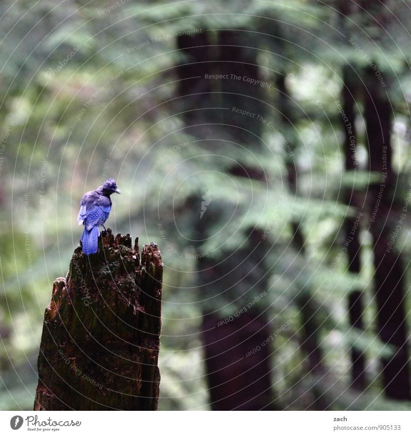 komischer Vogel Landschaft Sommer Herbst Pflanze Baum Nadelbaum Nadelwald Wald Kanada Nordamerika Tier Wildtier Flügel Diademhäher Häher Blauhäher Schnabel 1