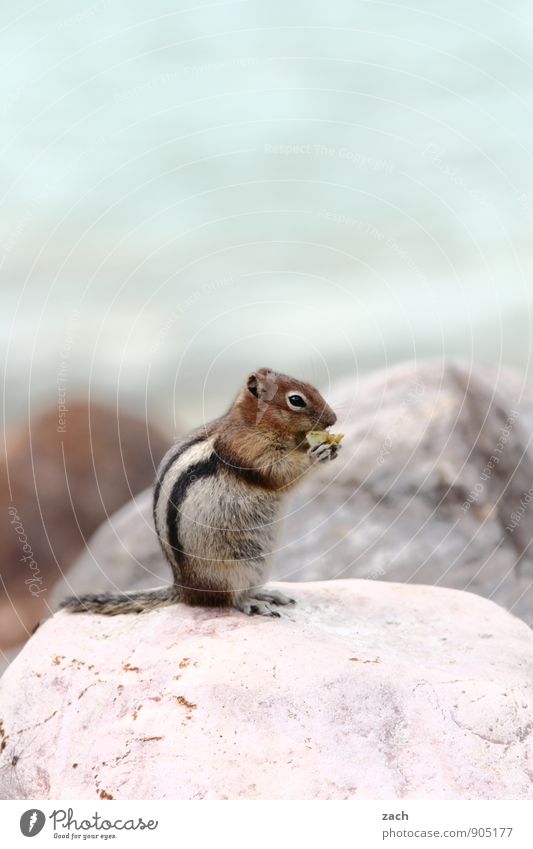 Frühstück Ferne Tier Wildtier Tiergesicht Fell Krallen Pfote Schwanz Streifenhörnchen Eichhörnchen Stein Essen Fressen füttern niedlich wild blau braun