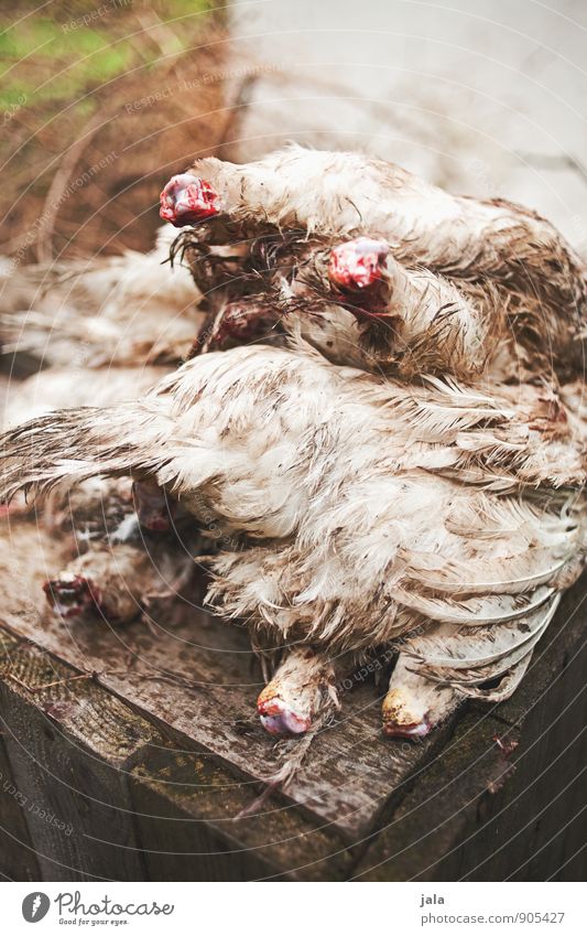 kopflos Fleisch Geflügel Ernährung Bioprodukte Tier Nutztier Totes Tier Hühnervögel natürlich Schlachtung Feder Farbfoto Außenaufnahme Menschenleer Tag