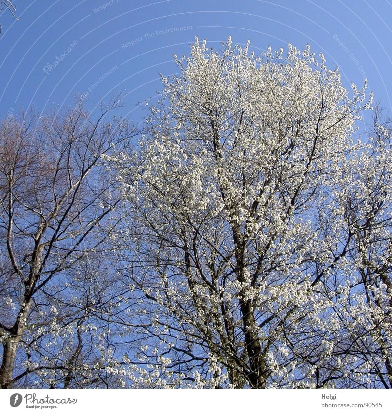 ...noch ein blühender Baum... Farbfoto Gedeckte Farben Außenaufnahme Menschenleer Textfreiraum oben Tag Schatten Kontrast Sonnenlicht schön wandern Natur