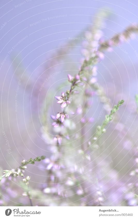 Himmlisch... Natur Sommer Wildpflanze Wiese Feld entdecken genießen leuchten träumen frisch glänzend Unendlichkeit blau grün rosa weiß Frühlingsgefühle Leben