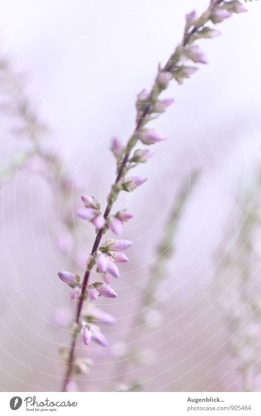 Heidekraut... Natur Sommer Herbst Feld Bewegung Duft genießen leuchten ästhetisch Unendlichkeit hell natürlich violett weiß Zufriedenheit Lebensfreude schön