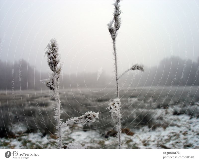 2 Halme Gras Feld Wiese Eiszeit Nebel ruhig rein Unschärfe Raureif groß klein dünn Winter Sportveranstaltung Konkurrenz Idylle Frost schön Natur Morgentaus