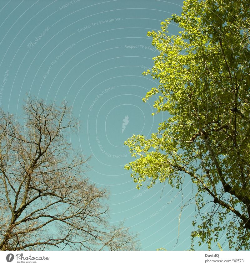 Linde hat mal wieder verpennt... Frühling Baum Blatt Wachstum frisch Potsdam Blick in den Himmel Ast Blütenknospen Jungpflanze Natur Spätzünder sprießen grün