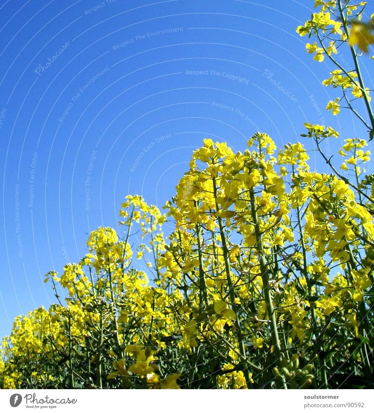 La colza I Raps Pflanze gelb grün Frühling Feld Rapsfeld Landwirtschaft Honig Biene Blüte Blume ökologisch Froschperspektive unten Knie Erdöl blau Amerika