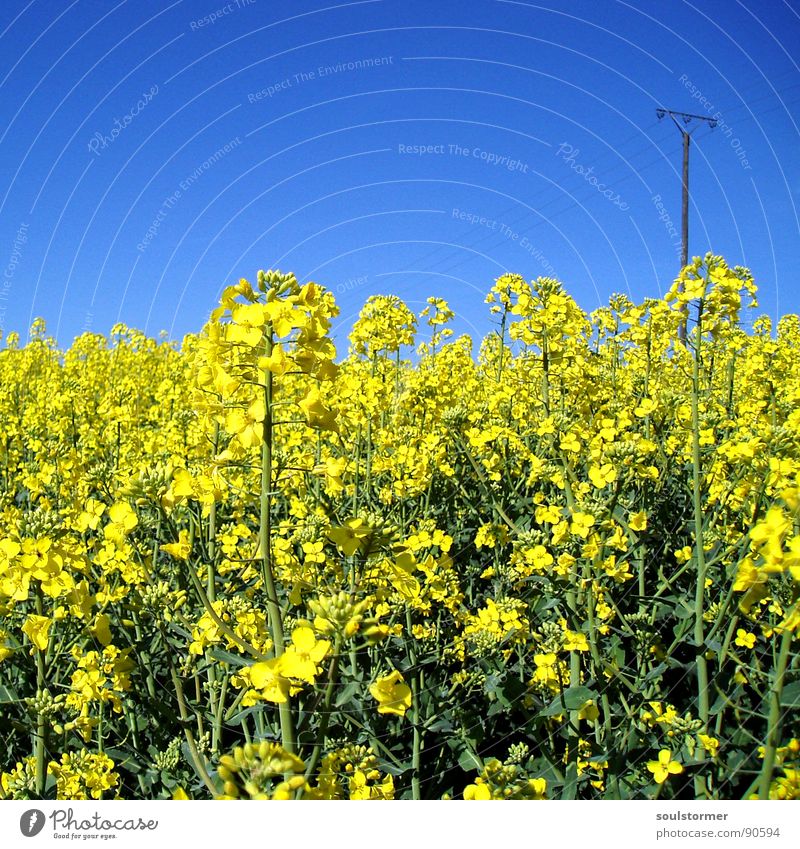 La colza III Raps Pflanze gelb grün Frühling Feld Rapsfeld Landwirtschaft Honig Biene Blüte Blume ökologisch Strommast Elektrizität Quadrat Erdöl blau Amerika