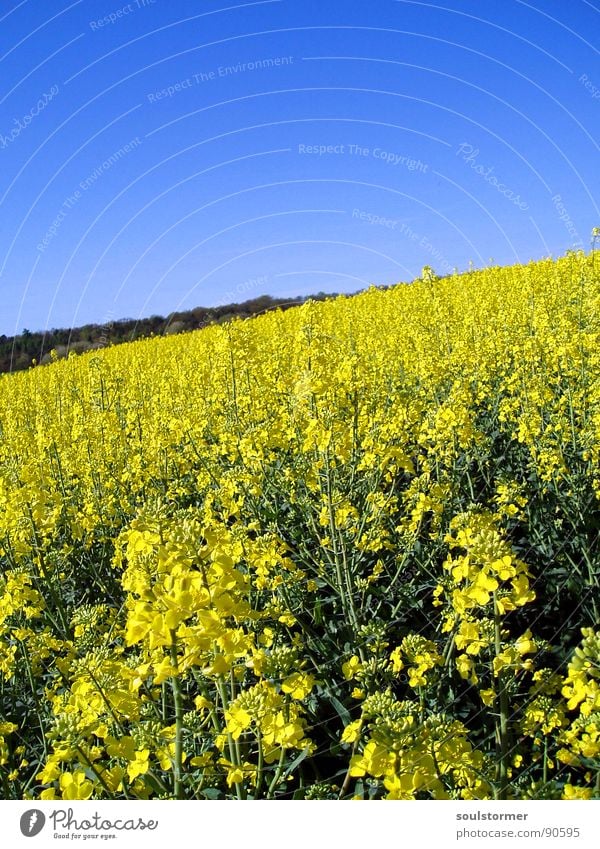 La colza IV Raps Pflanze gelb grün Frühling Feld Rapsfeld Landwirtschaft Honig Biene Blüte Blume ökologisch Wald Erdöl blau Amerika Himmel Schönes Wetter